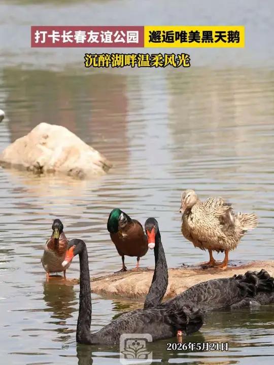 打卡长春友谊公园，邂逅唯美黑天鹅，沉醉湖畔温柔风光#长春就是长春 #长春网红打卡地 #吉冰