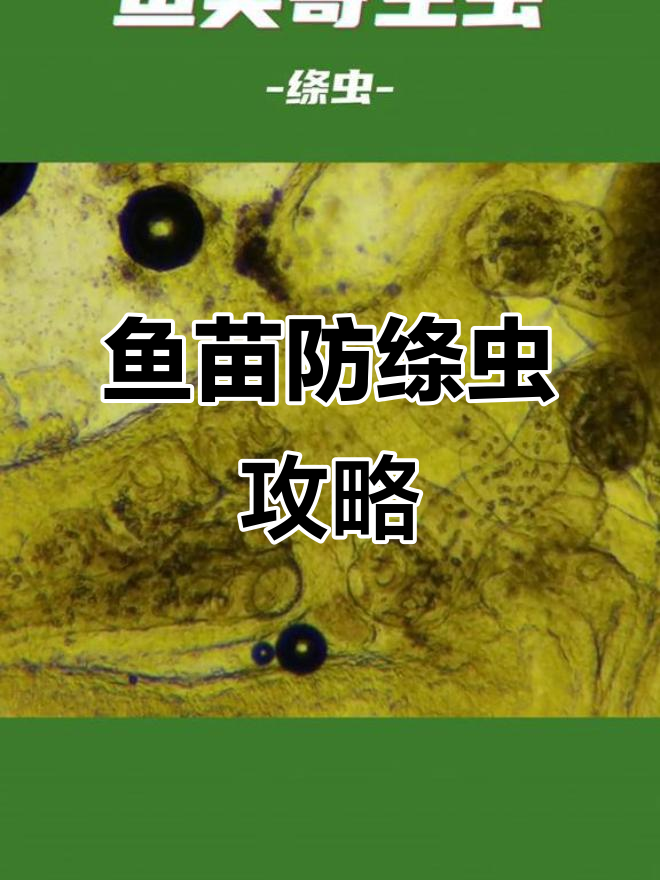 4月29日:绦虫危害揭秘与鱼类寄生虫感染防治