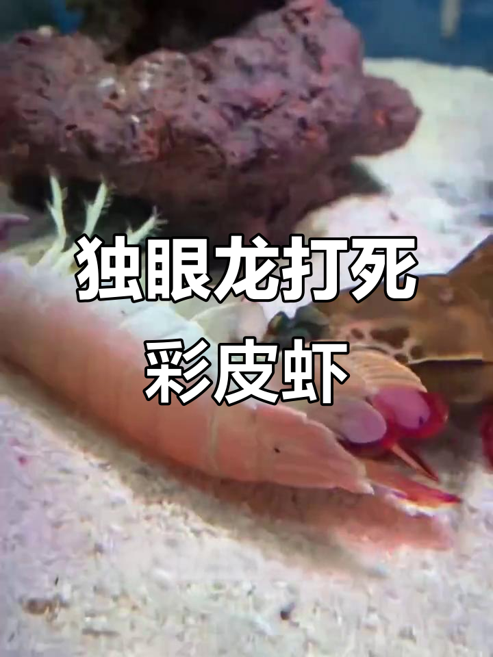 独眼龙残忍打死彩虹皮皮虾,竟被“报仇”了!