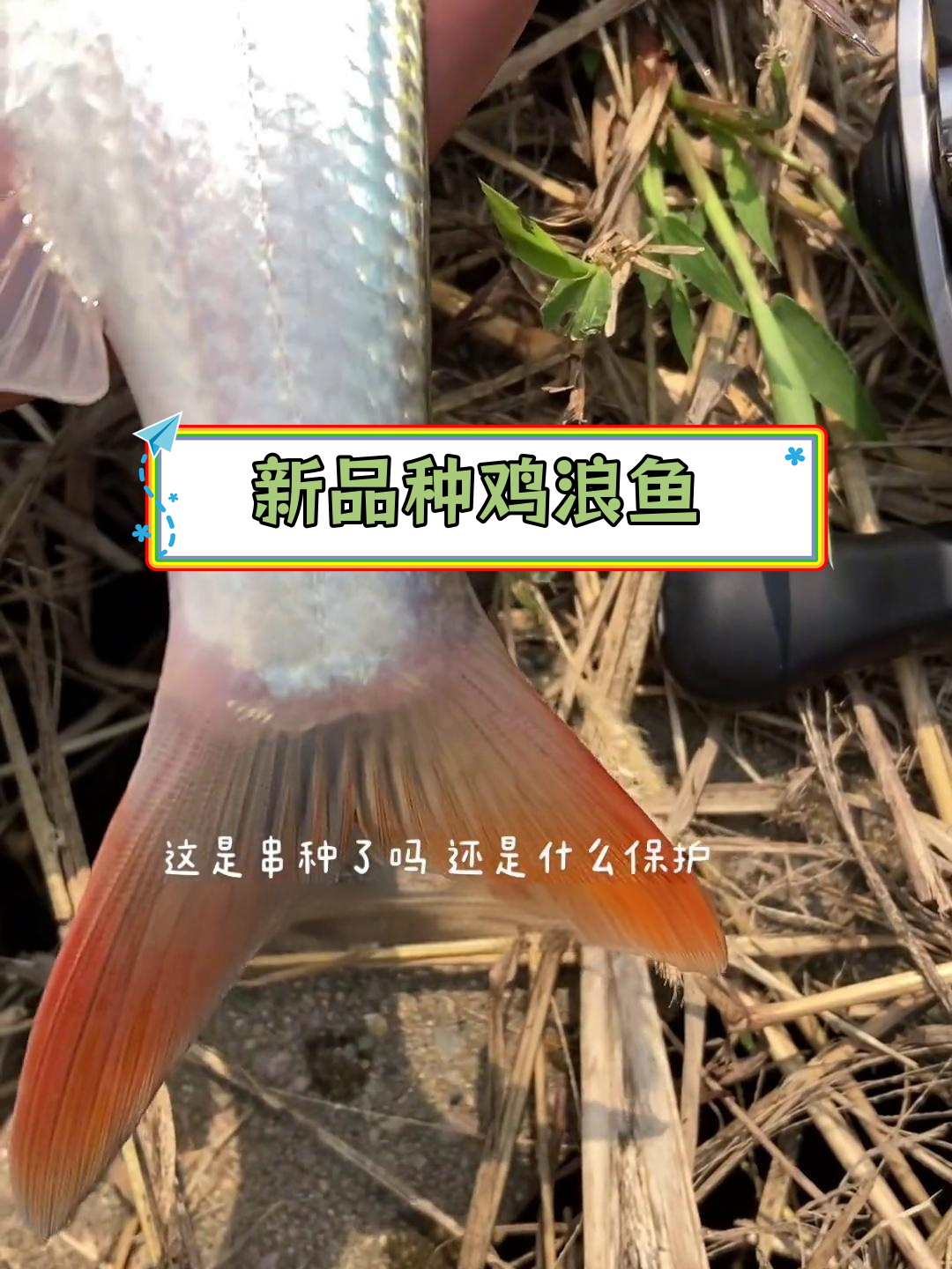 这是什么鱼?头红尾绿,求科普