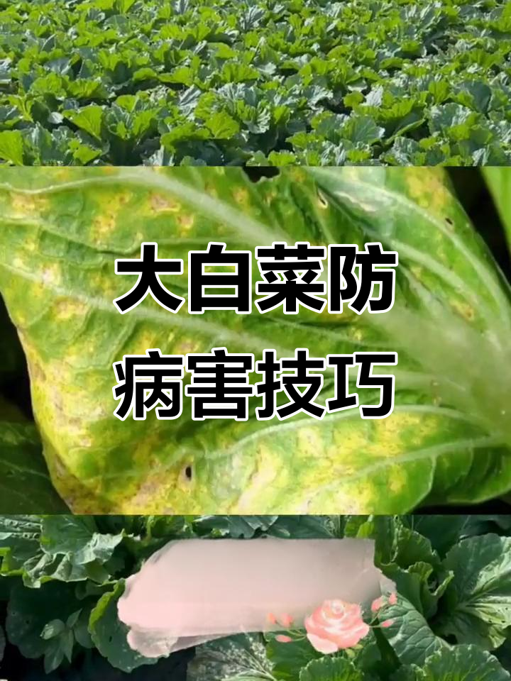 大白菜病害防治全攻略:霜霉病、软腐病等如何应对