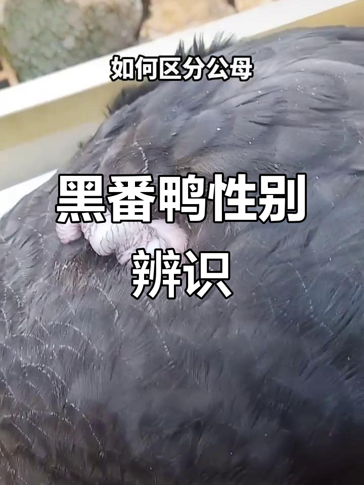分辨黑番鸭公母,教你如何辨别肛门特征