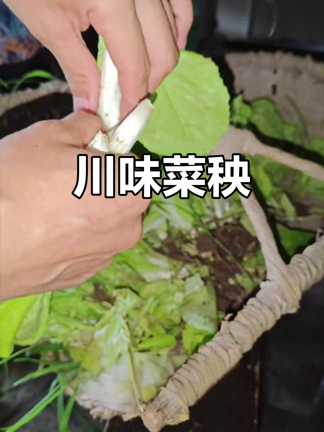 50秒带你领略四川菜秧的独特风味,冬季汤品夏季清爽