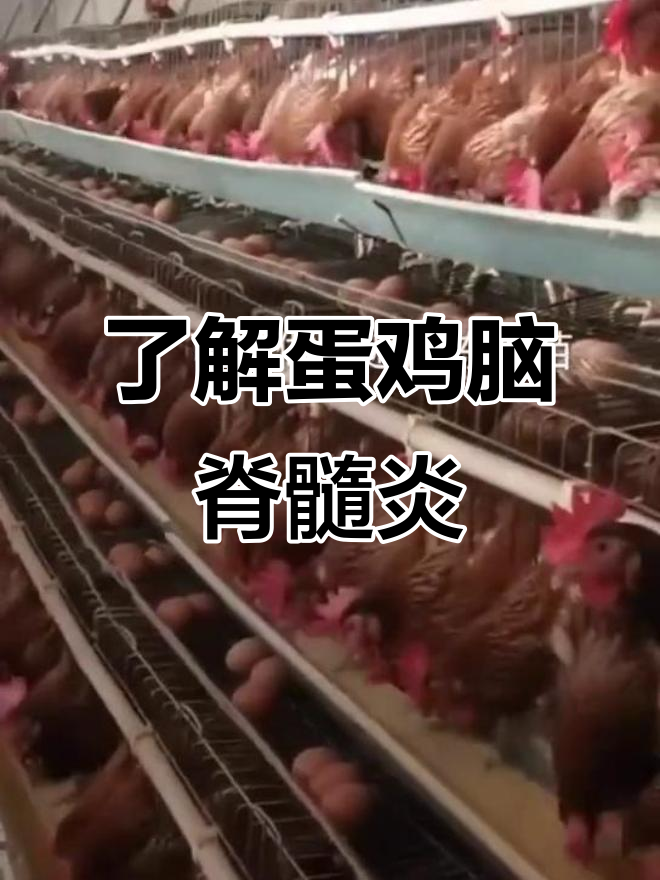 蛋鸡脑脊髓炎症状与防治方法