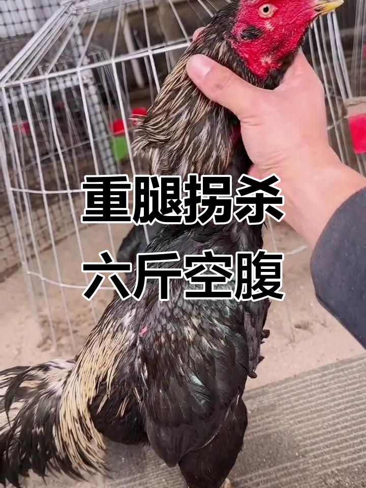 6斤重腿拐杀,硬货斗鸡实力展示