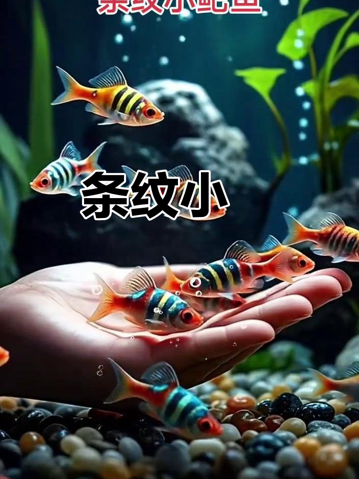 条纹小鲃,美丽又耐寒,适合新手饲养和水族箱装饰