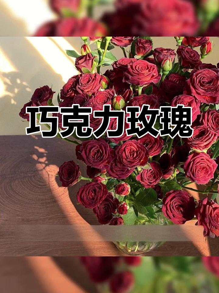 巧克力泡泡玫瑰,优雅与浓郁并存,完美诠释浪漫情怀