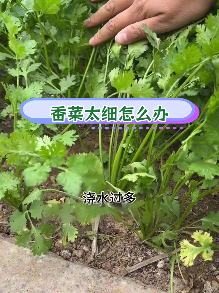 香菜长得细的原因及解决方法