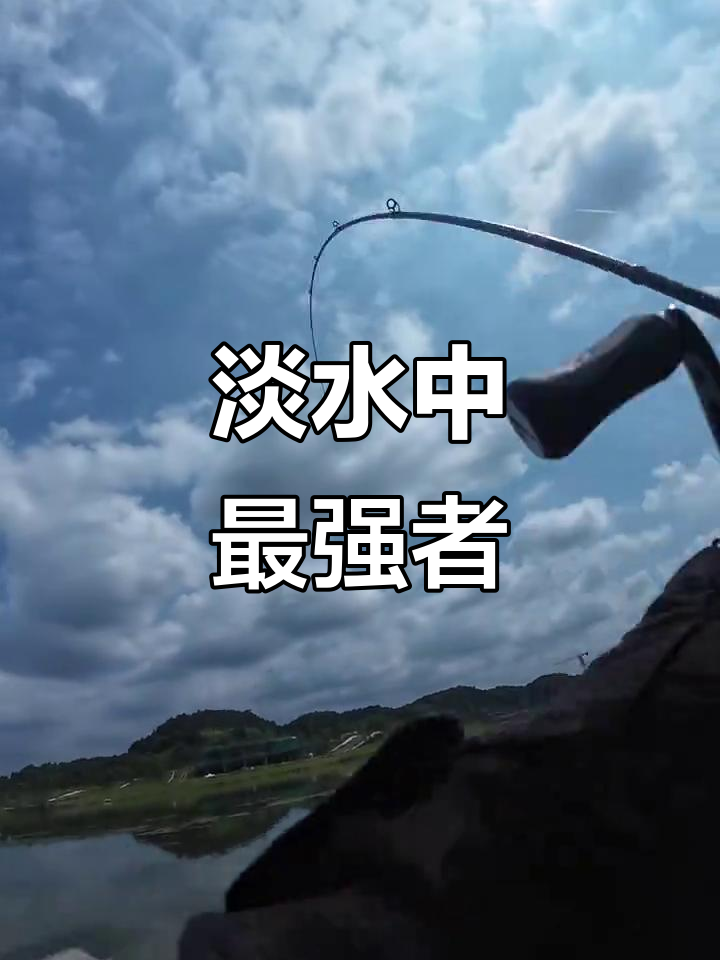 鱤鱼,淡水中的猛兽!谁敢挑战?