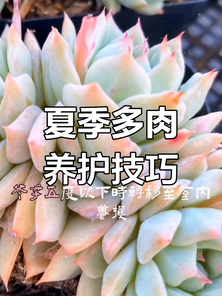 多肉养护全攻略:夏季高温如何应对,避免叶片腐烂