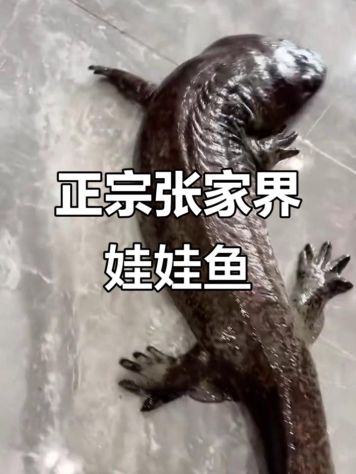 深山娃娃鱼揭秘:真正的张家界特产,尾巴像叶子一样长