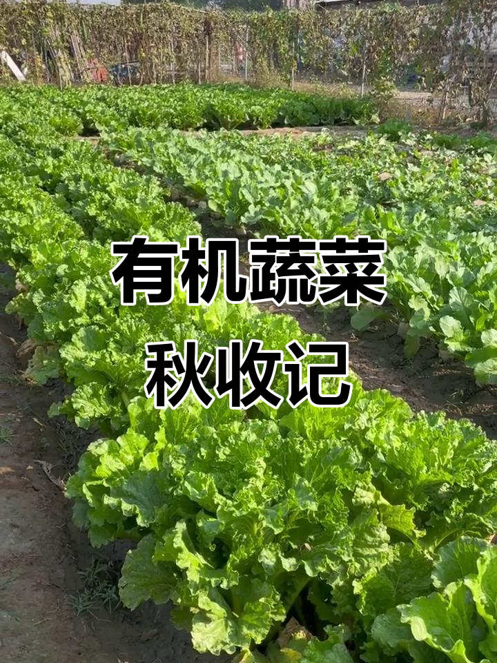 秋天白菜萝卜丰收，有机肥料助力成长
