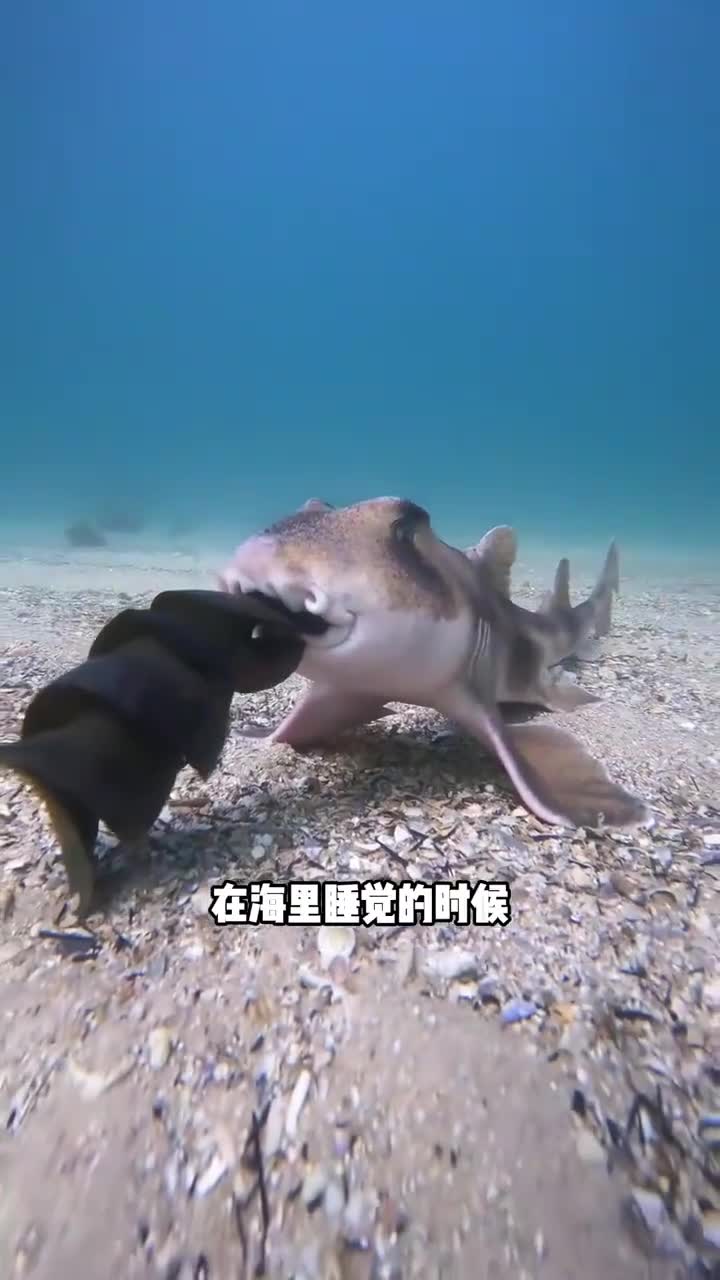 这么奇怪的鲨鱼蛋你们见过吗