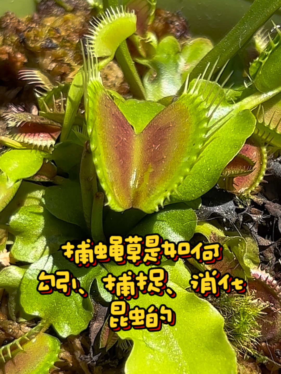 捕蝇草抓虫子的原理和过程