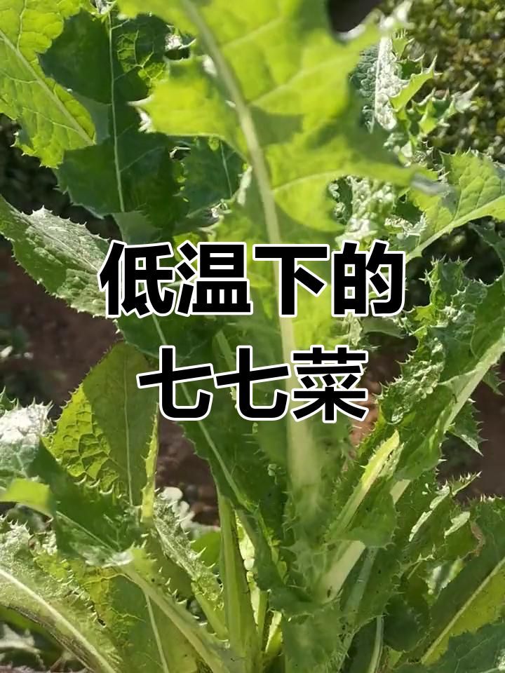 七七菜:低温中的生机与健康美味