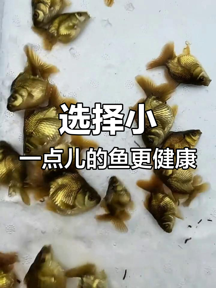 小鱼也能变白天鹅,如何选择最适合的宠物鱼