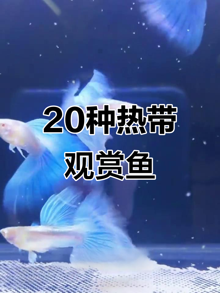 20种常见观赏鱼大揭秘，看看你认识几种？