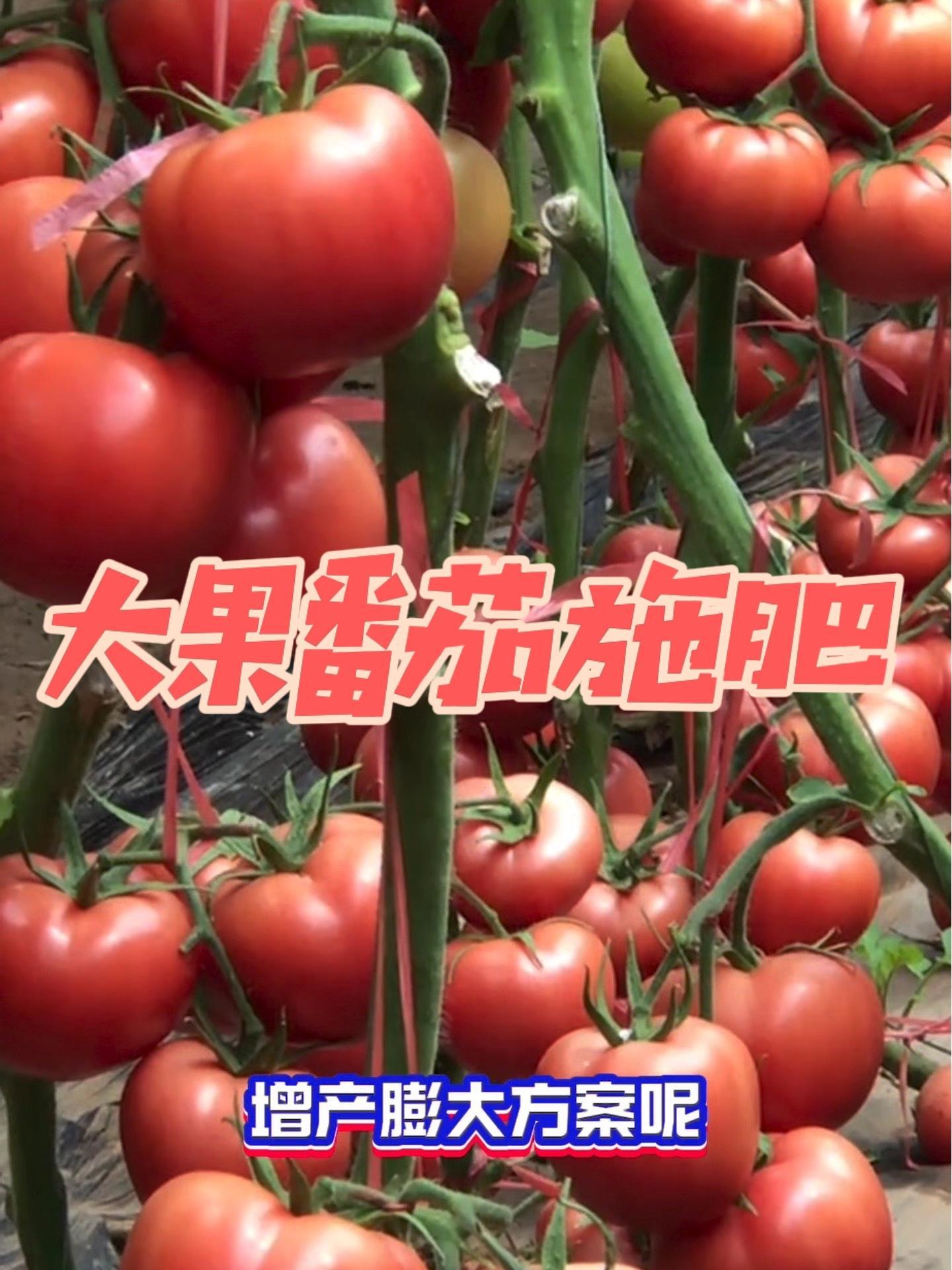 大果番茄怎么施肥?长势正常就平衡施肥,一袋20:10:20水溶肥,冲2-3亩地!长势很旺就