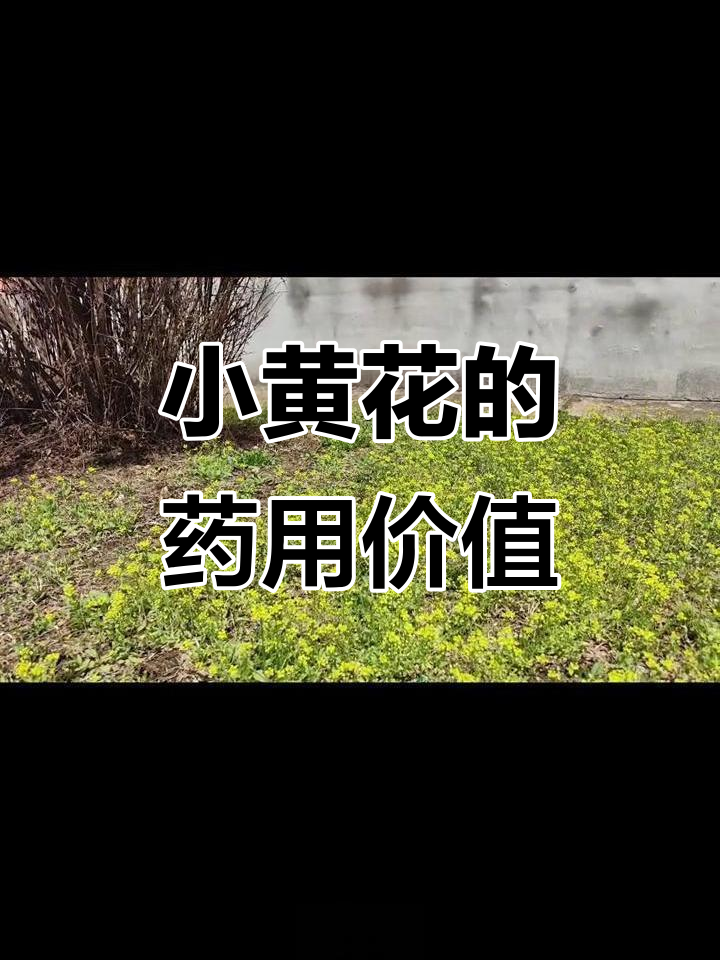 早春小黄花,猫耳朵菜葶苈的秘密