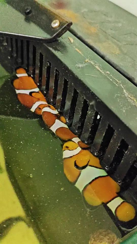 小丑鱼原来这样睡觉