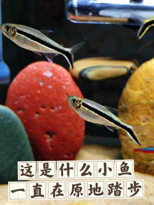 鱼观赏鱼,这种热带小鱼推荐大家养,太可爱了