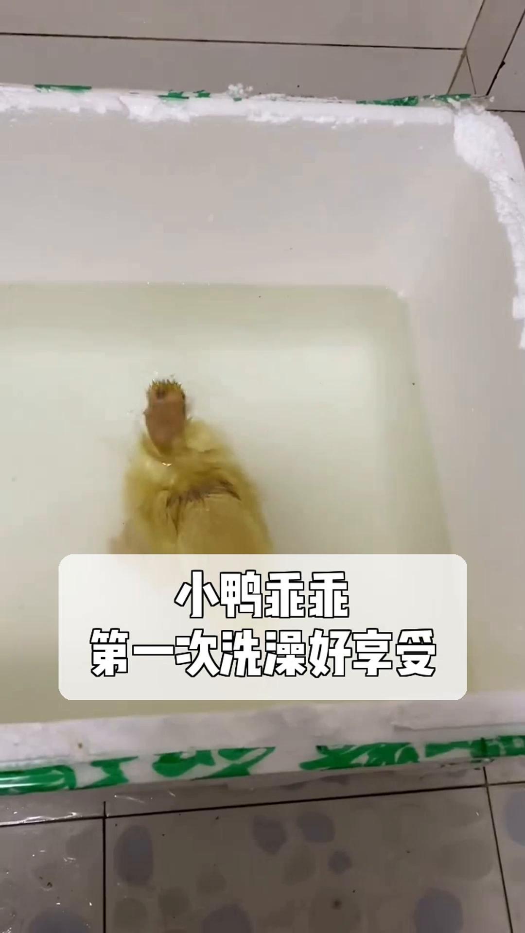 小鸭乖乖,第一次洗澡好享受!