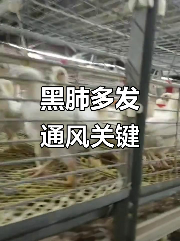 秋冬季节黑肺增多,如何避免鸡呼吸道问题?