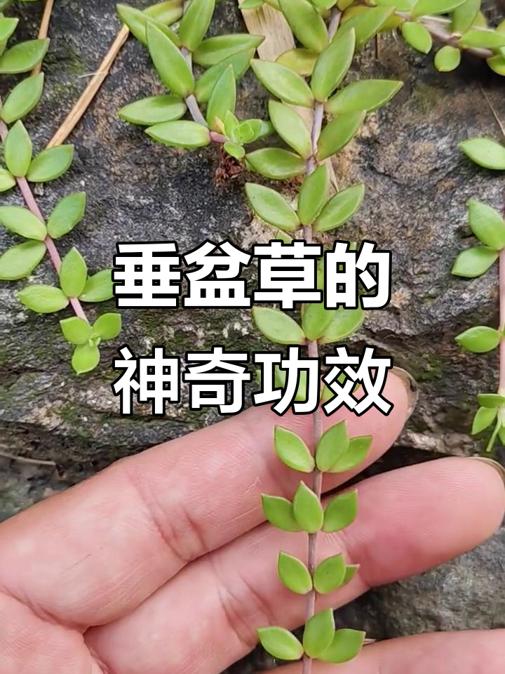 垂盆草:景天科的多肉植物,泡水煮汤效果超赞