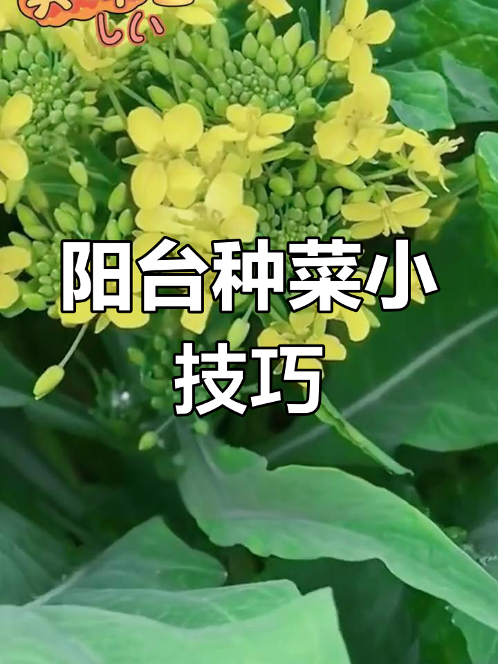 增城菜心,阳台种植轻松上手,炒腊肠、汤煮皆宜