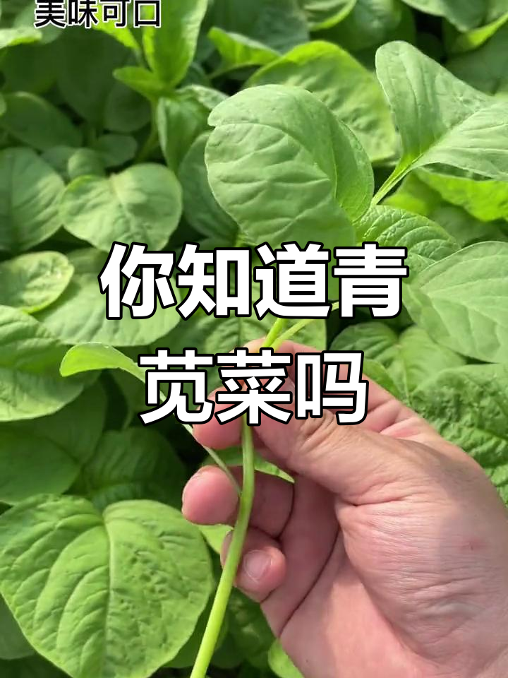 青苋菜与红苋菜的差别,你了解吗?