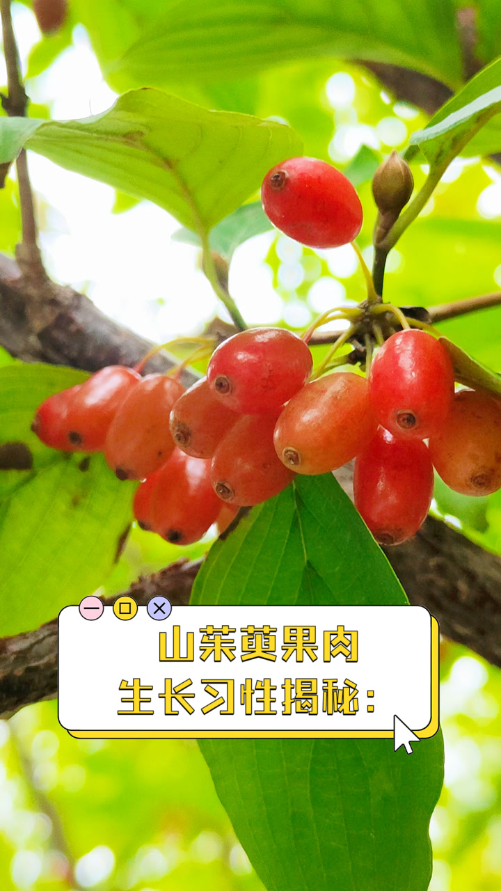 山茱萸果肉生长习性揭秘