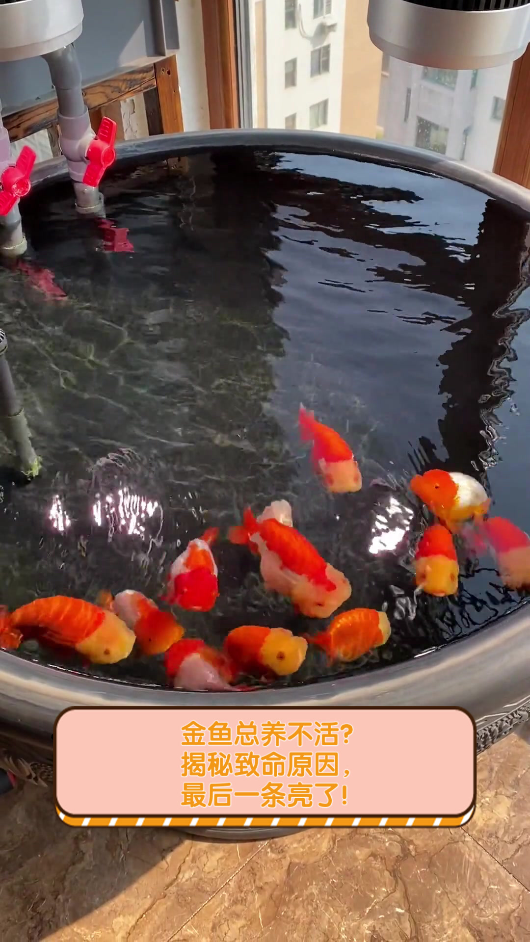 金鱼总养不活?揭秘致命原因,最后一条亮了!