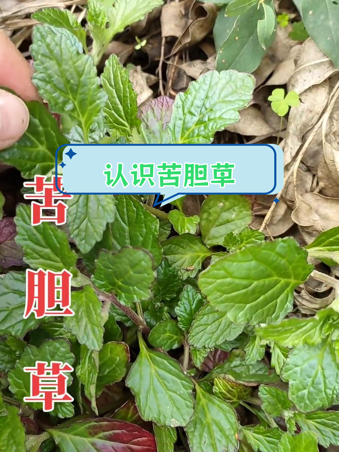 苦胆草的药用功效与形态特征