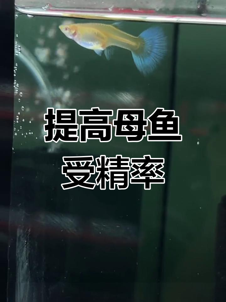 孔雀鱼下蛋原因及提高受精率技巧