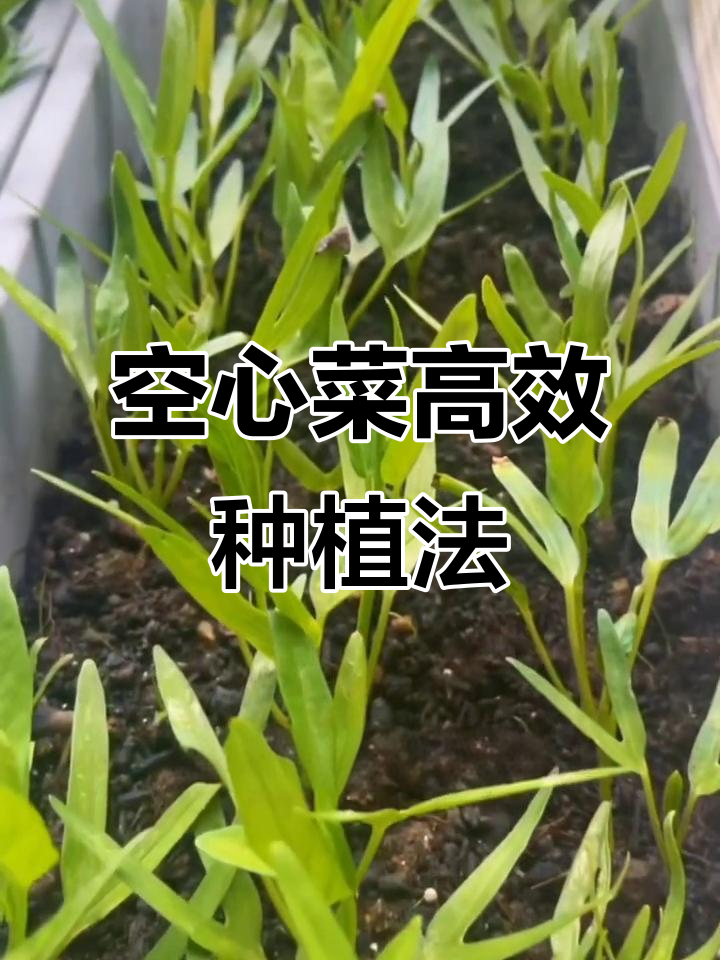 空心菜种植技巧：从底肥到采收全攻略