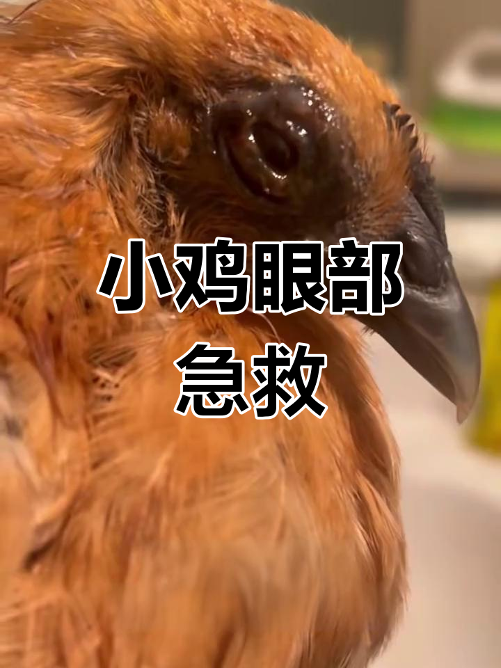 小鸡眼睛发炎,红霉素眼膏和胃药治疗全过程