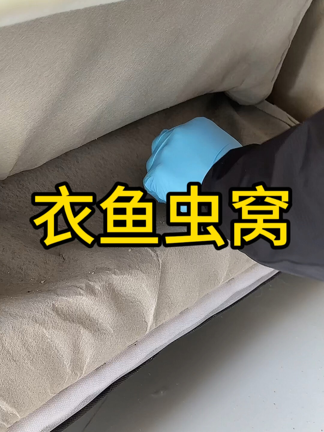 衣鱼虫窝在哪