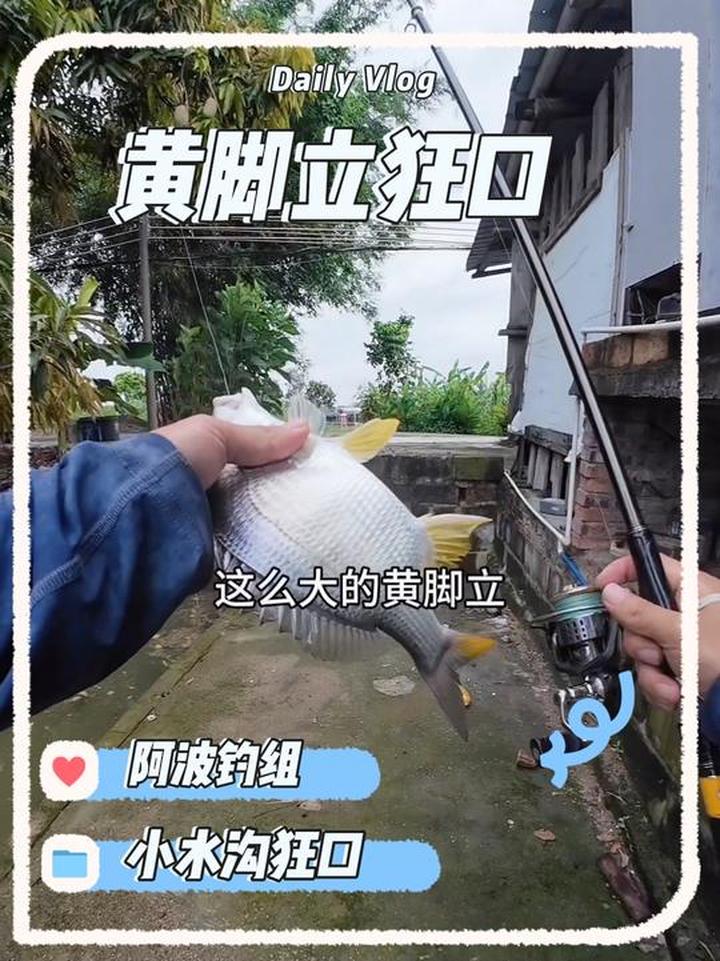 没想到今天遇上了黄脚立狂口，两根杆根本忙不过来啊