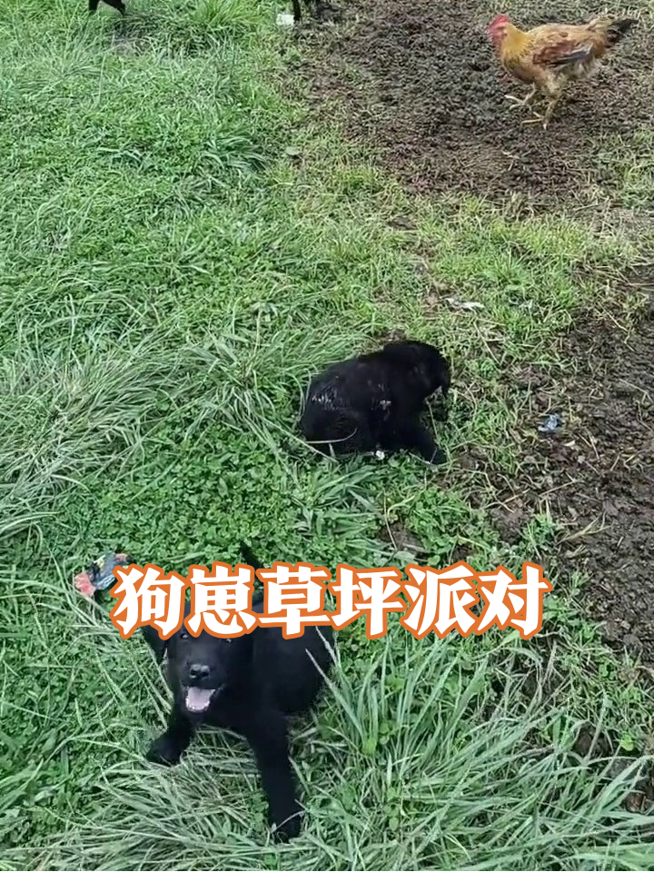 小狗鸡群上演田园喜剧:泥地蹦迪鸡被追,萌犬累瘫成表情包