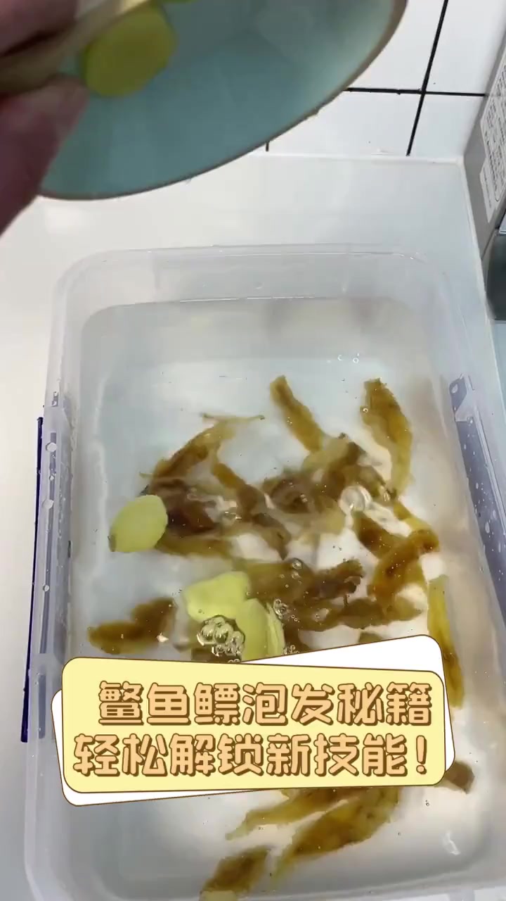 鳘鱼鳔泡发秘籍,轻松解锁新技能!