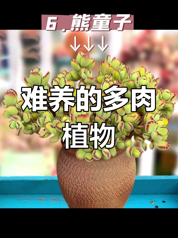 这10种多肉最难养,黑腐化水让你头疼