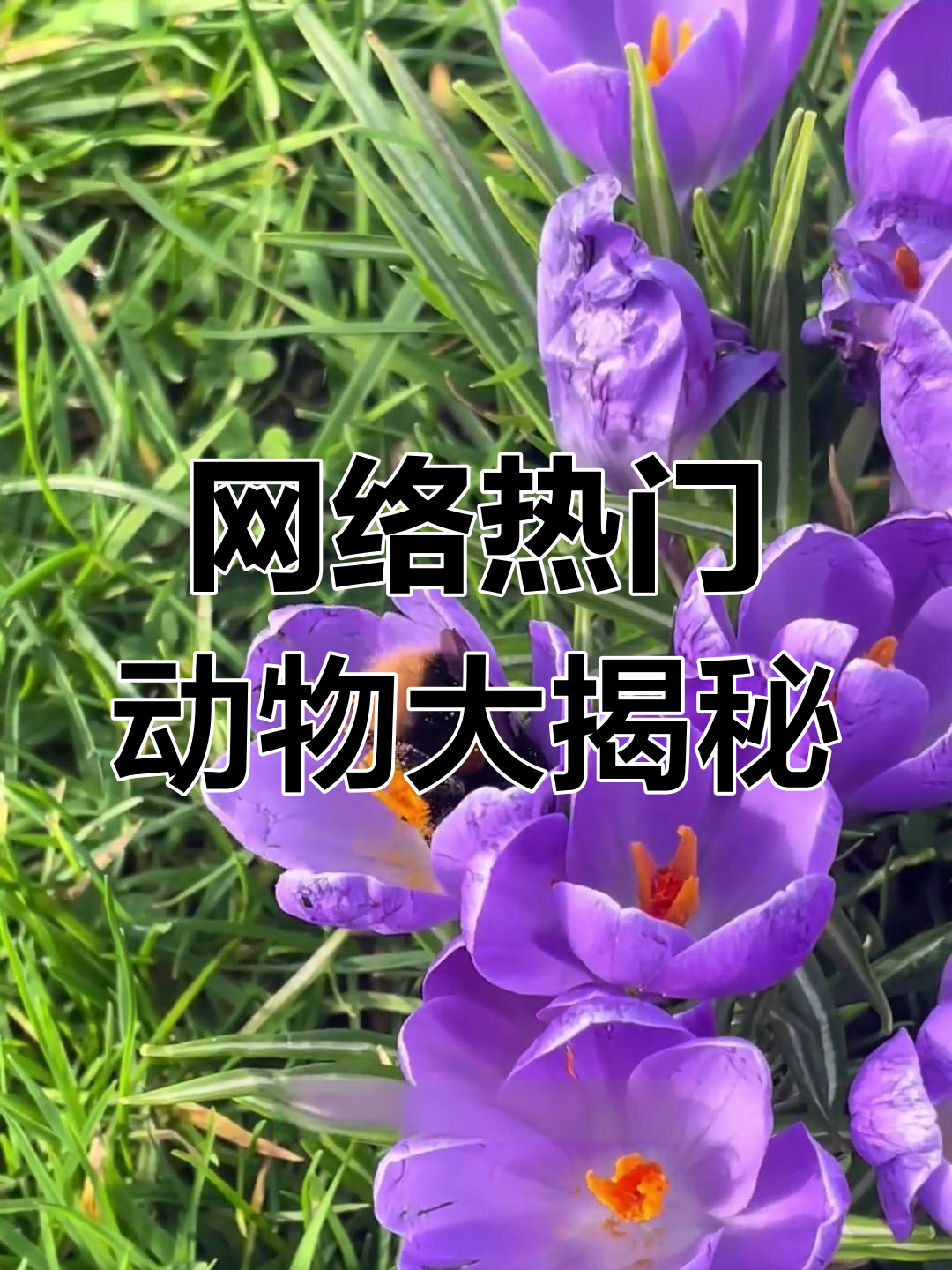射水鱼与熊蜂的神奇世界,揭秘宝可梦原型
