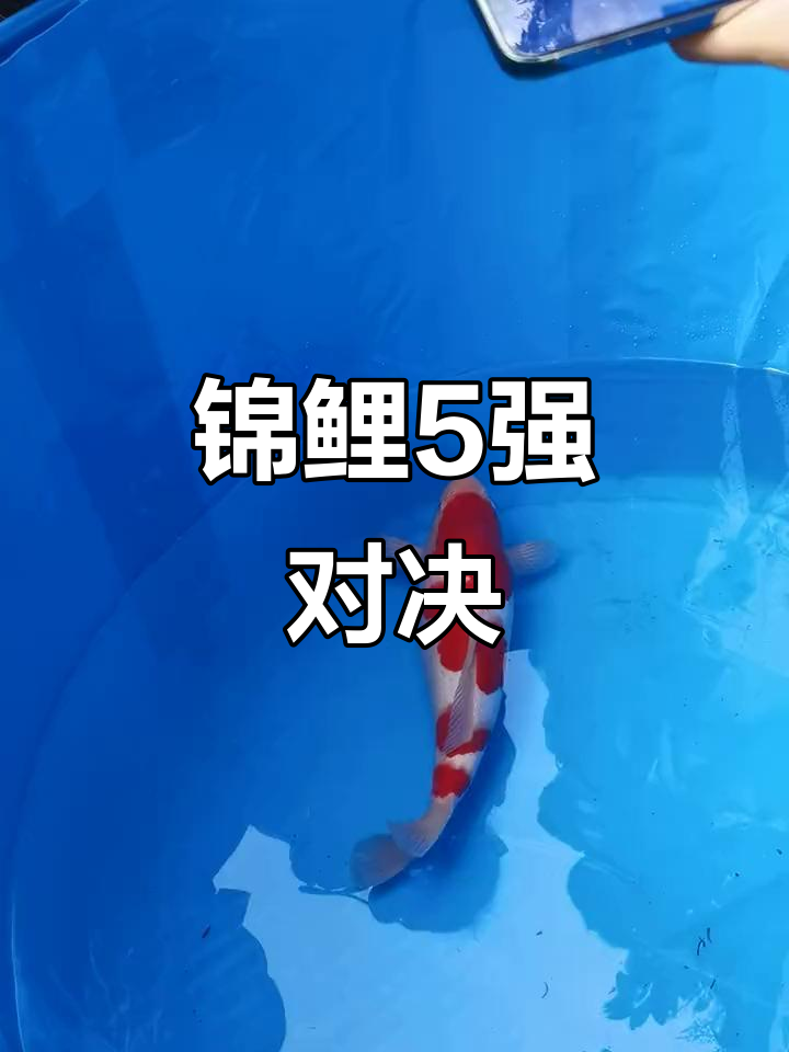 锦鲤幼鱼大赛激烈开打，5强决斗谁能胜出？