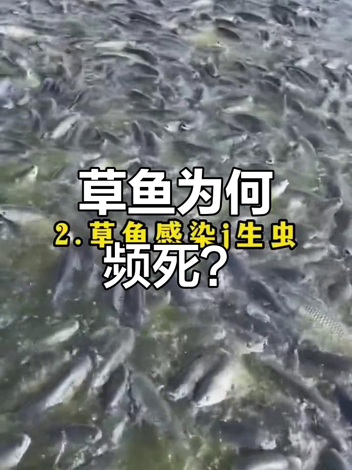 草鱼死亡原因大揭秘:水质过肥、寄生虫感染等致命因素