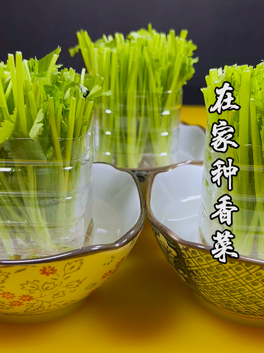 水培香菜方法