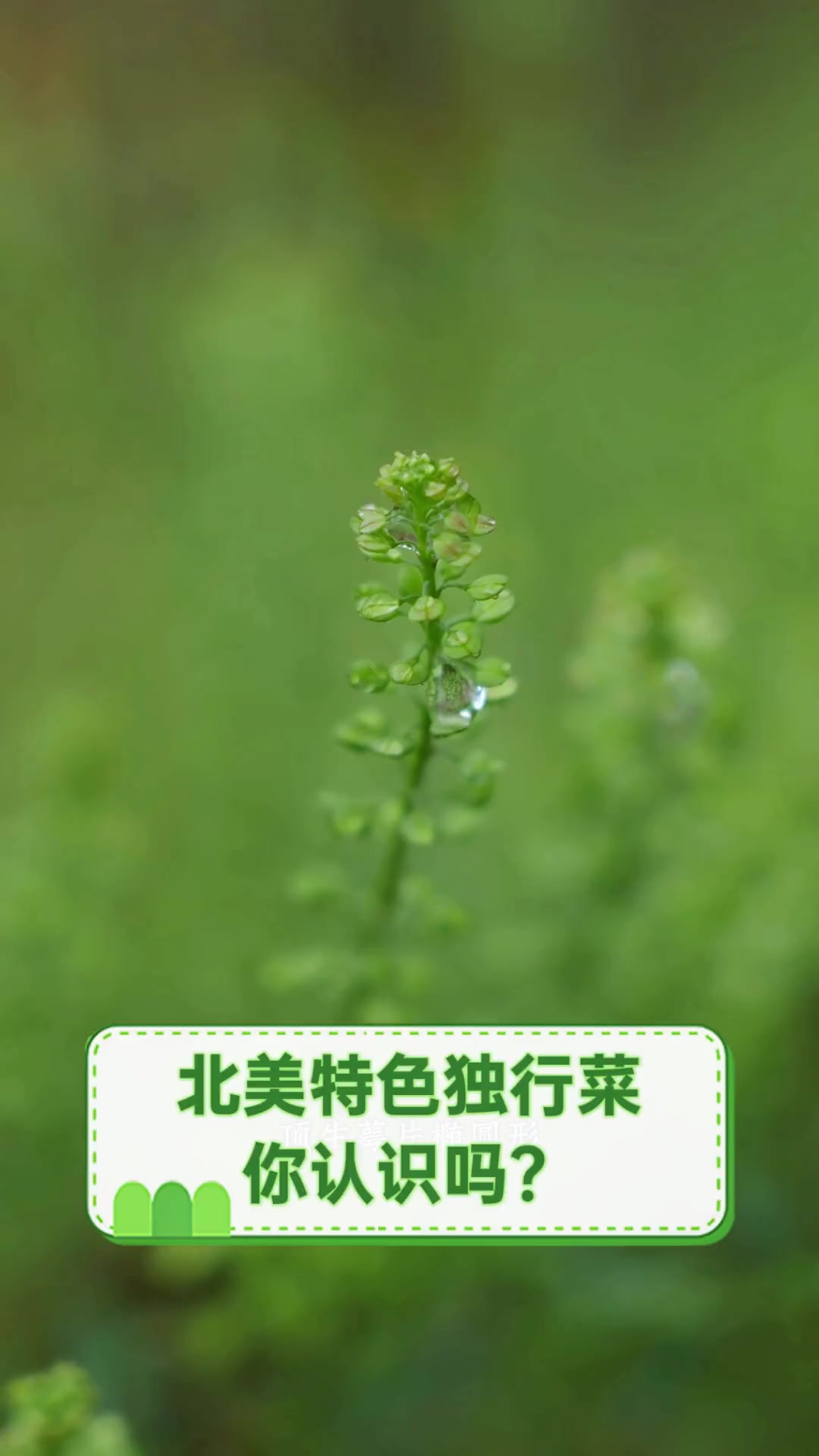 北美特色独行菜,你认识吗?