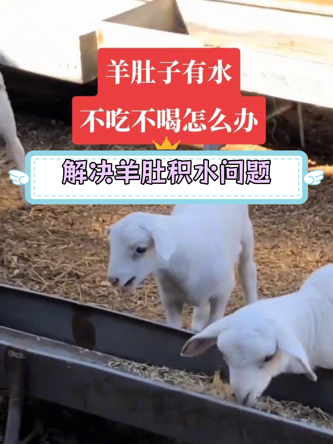 羊肚子有水不吃不喝?试试这个方法