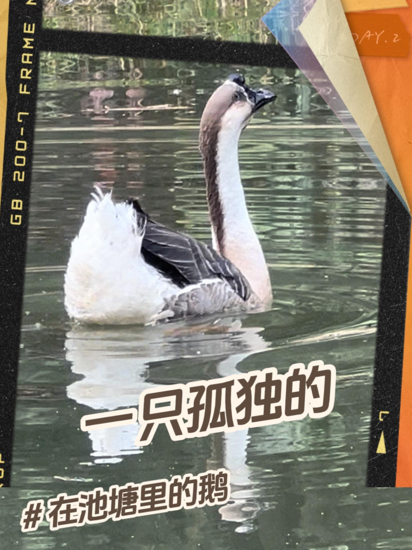 一只孤独的鹅 再回首 大白鹅水中撒欢视频大全