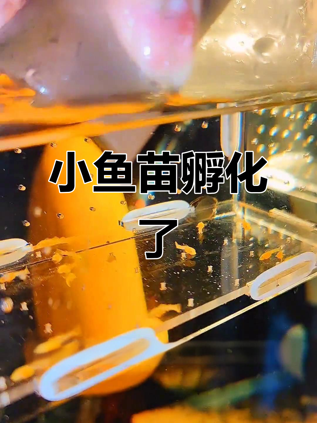 黄金胡子爸爸守护小鱼苗，意外惊喜孵化成功