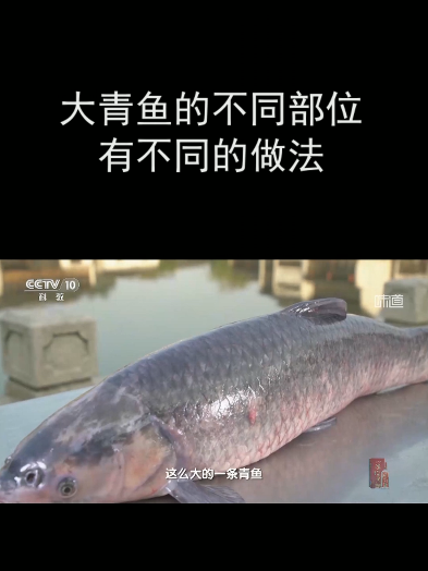 大青鱼的不同部位有不同的做法